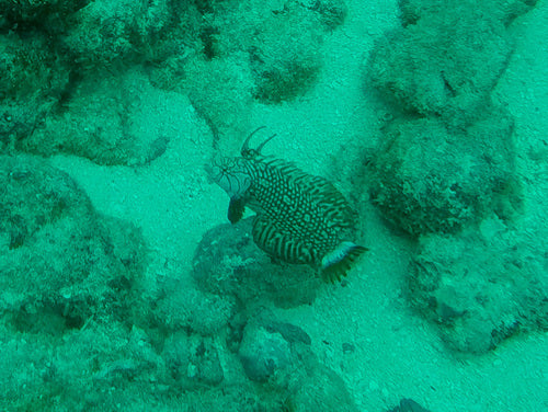 Sirena del drago — foto 4 di 9