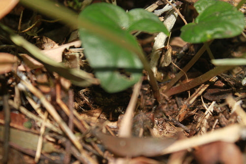 Trifoglio fortunato triangolare — foto 3 di 9