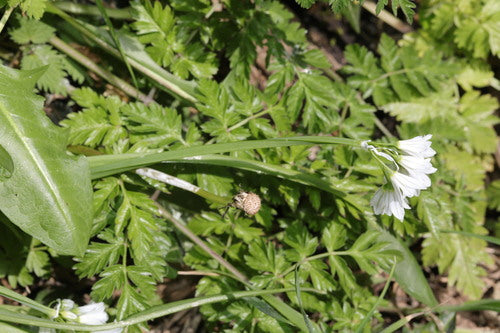 Porro triangolare — Bild 2