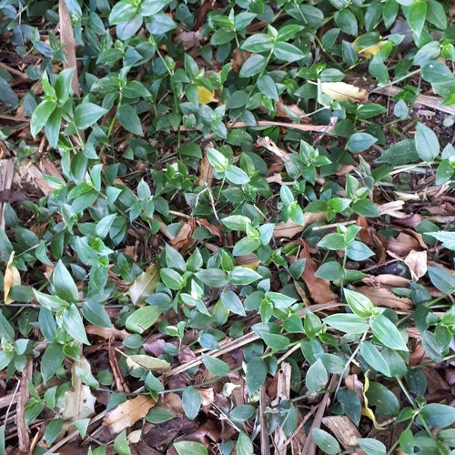 Erba ragno 'Nanouk' — foto 2 di 8