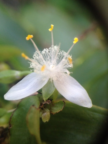 Erba ragno 'Nanouk' — Bild 5