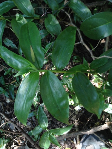 Erba ragno 'Nanouk' — Bild 4