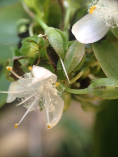 Erba ragno 'Nanouk' — Bild 3