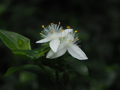 Erba ragno 'Nanouk' — Bild 2
