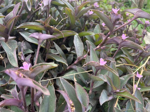 Naturaufnahme - Bild 3