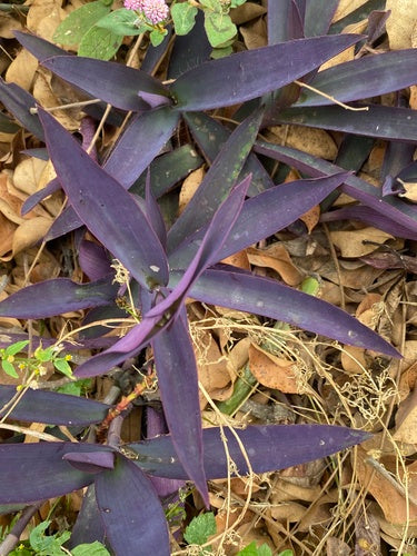 Naturaufnahme - Bild 7