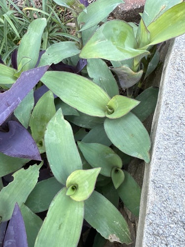 Naturaufnahme - Bild 5