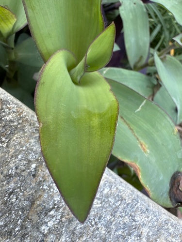 Fiore dei tre maestri — Bild 4