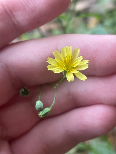 Cavolo ghiandolare della pioggia — Bild 5