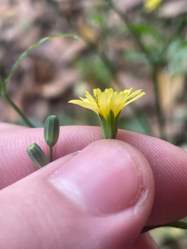Cavolo ghiandolare della pioggia — Bild 4