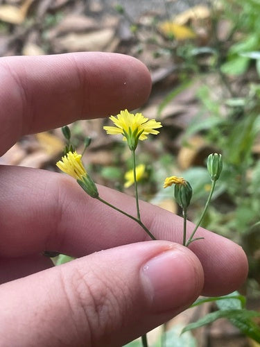 Cavolo ghiandolare della pioggia — Bild 3