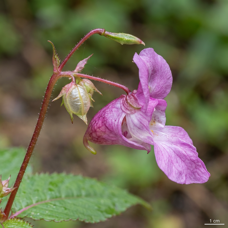 Balsamo ghiandolare