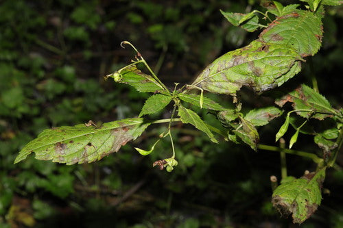Balsamo ghiandolare — Bild 2