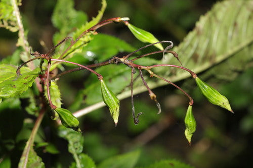 Balsamo ghiandolare — Bild 3