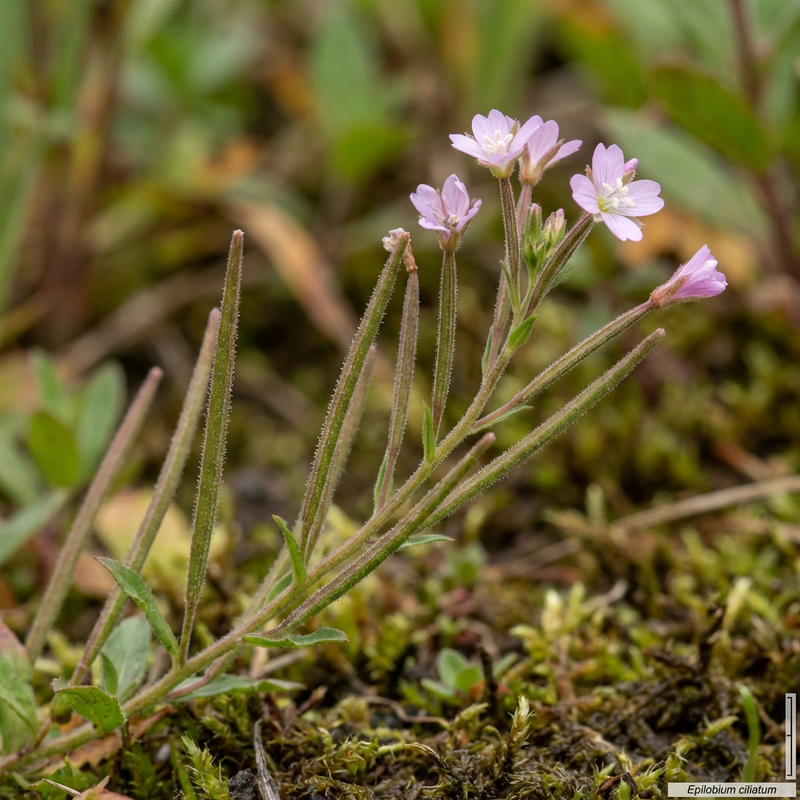 Epilobio ghiandolare