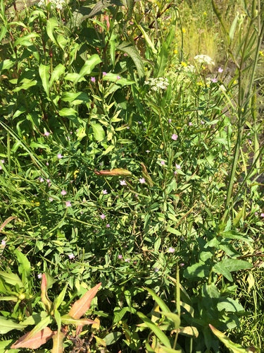 Epilobio ghiandolare — Bild 5