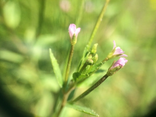Epilobio ghiandolare — Bild 4