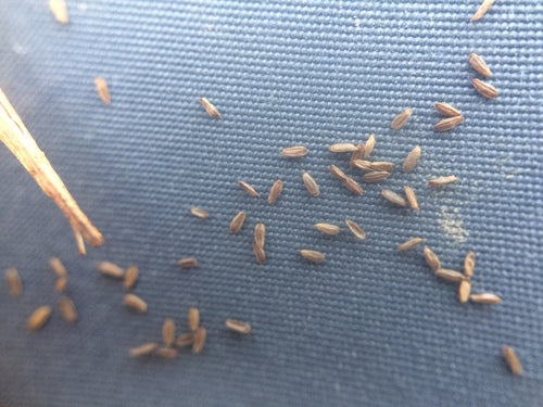 Epilobio ghiandolare — Bild 3