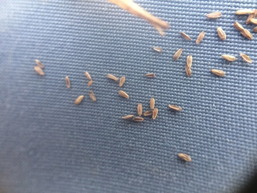 Epilobio ghiandolare — Bild 2