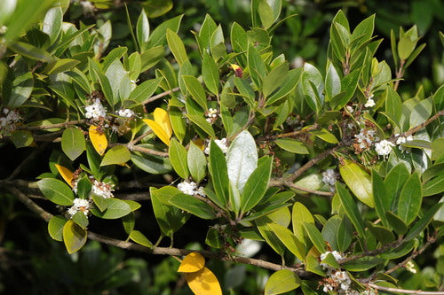 fiore profumato — Bild 3