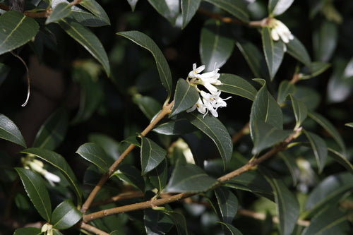fiore profumato — Bild 5