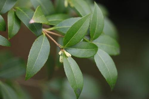 fiore profumato — Bild 4