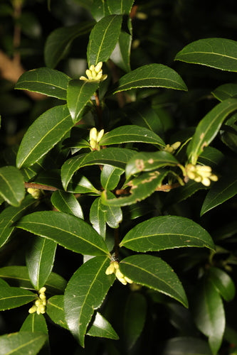fiore profumato — Bild 2