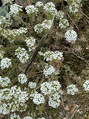 Pietra profumata ricca — Bild 5