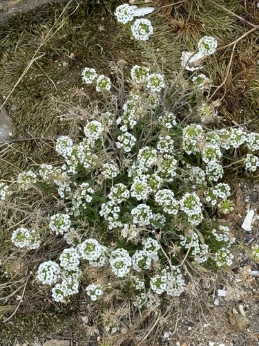 Pietra profumata ricca — Bild 3