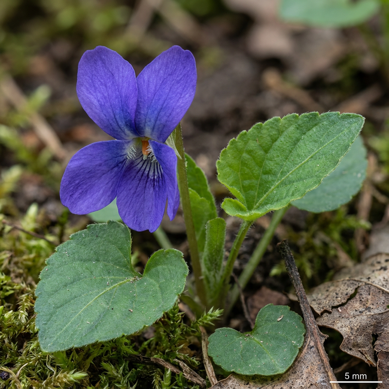 Viole profumate