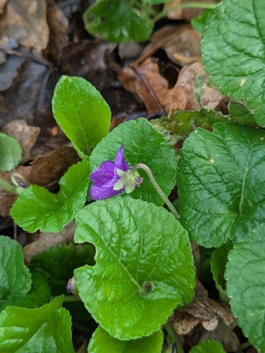 Viole profumate — Bild 3