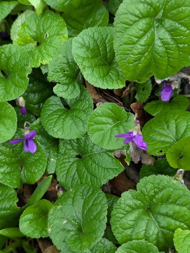 Viole profumate — Bild 2