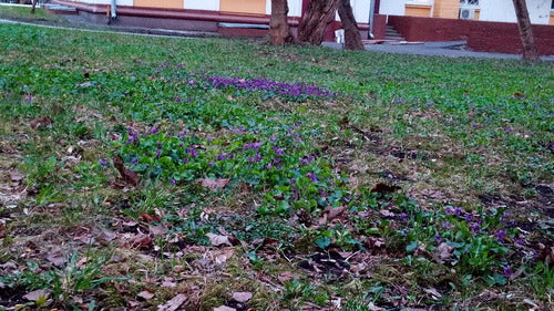 Viole profumate — foto 5 di 54