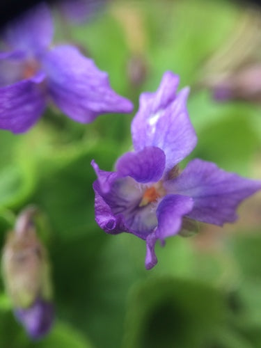 Viole profumate — Bild 1