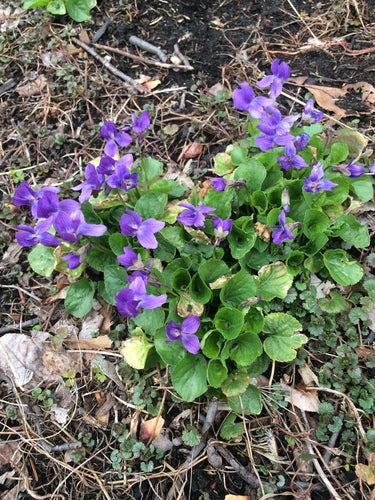 Viole profumate — Bild 2