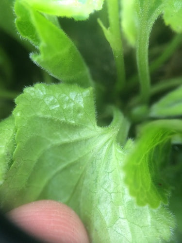 Viole profumate — Bild 3