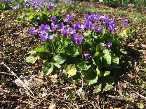 Viole profumate — Bild 4
