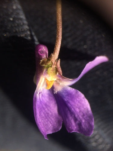Viole profumate — Bild 5
