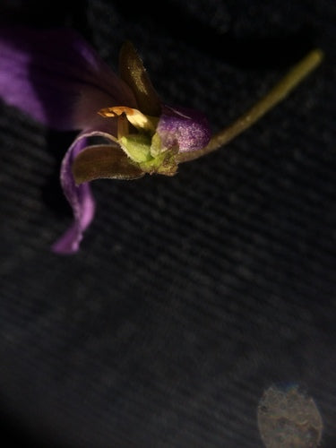 Viole profumate — Bild 4