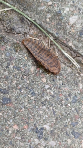 Scarabeo delle carogne scure — Bild 3