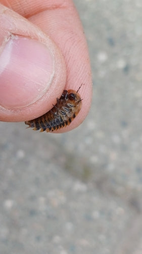 Scarabeo delle carogne scure — Bild 2