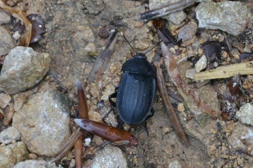 Scarabeo delle carogne scure — Bild 5