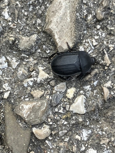 Scarabeo delle carogne scure — Bild 4