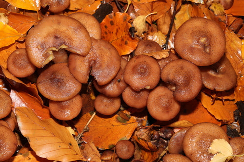 Purea di miele scuro — Bild 3