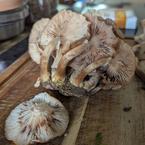 Purea di miele scuro — Bild 5