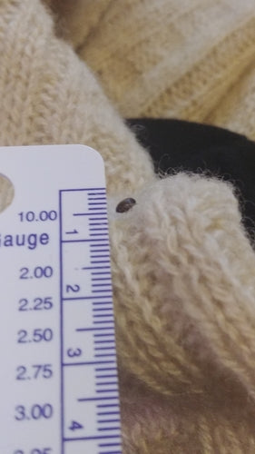 Dunkler Pelzkäfer - Bild 3