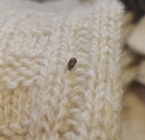 Dunkler Pelzkäfer - Bild 5