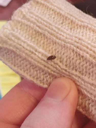 Dunkler Pelzkäfer - Bild 6