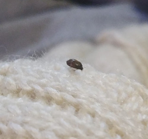 Scarabeo dal pelo scuro — Bild 5