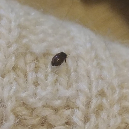 Scarabeo dal pelo scuro — Bild 4